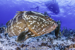 "Welcome to My Home"
One of the friendly Grouper, of Lit... by Chase Darnell 